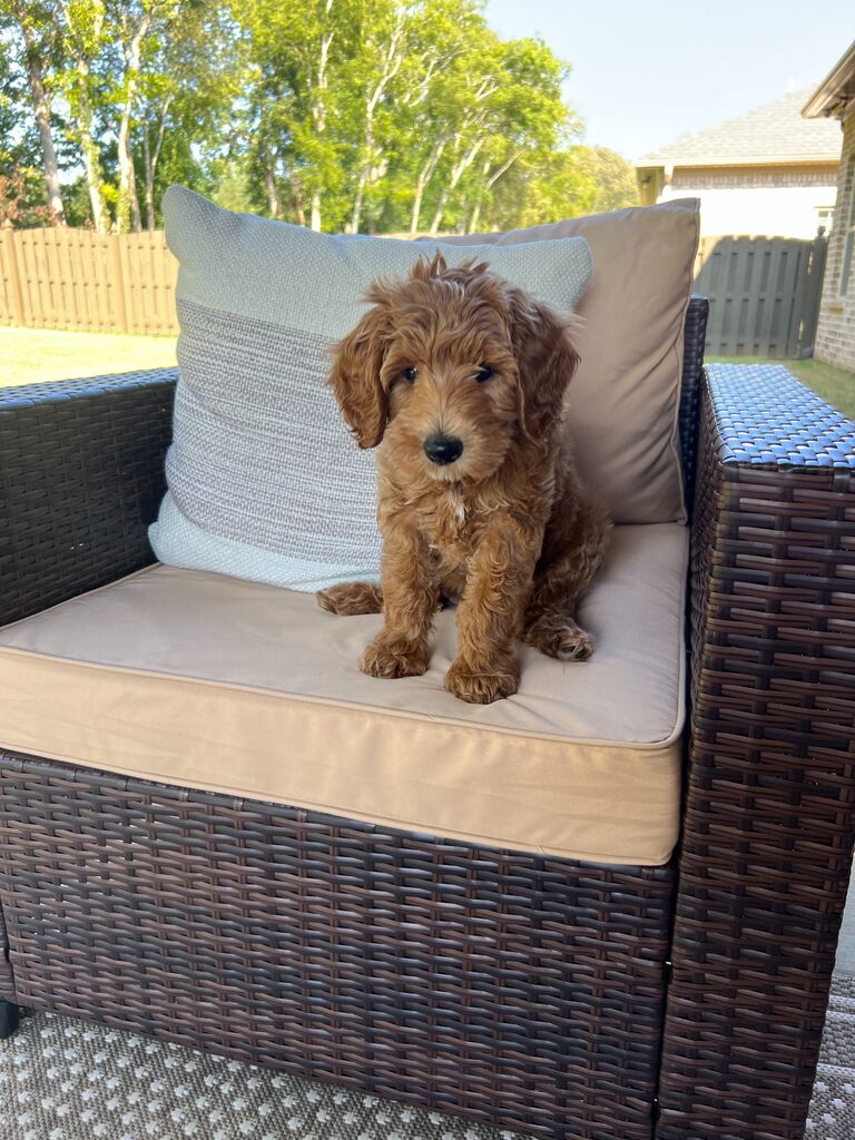 We brought home our sweet fur baby Oliver! The best addition to the family.