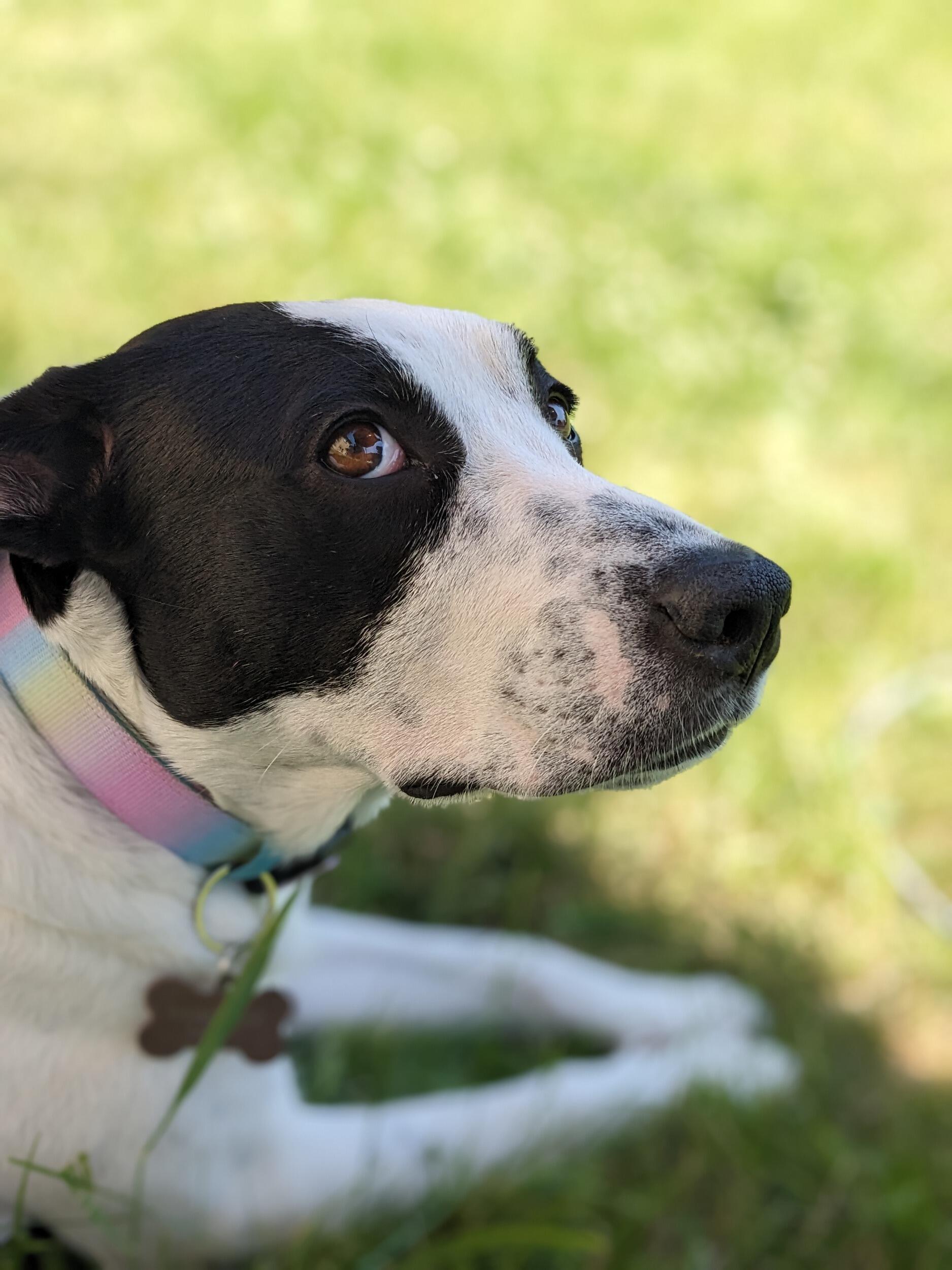 Our fur daughter, Maggie, entered our story.