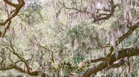 Spanish moss is iconic and popular on Lowcountry trees. But it's not for  decorating indoors., SC Climate and Environment News