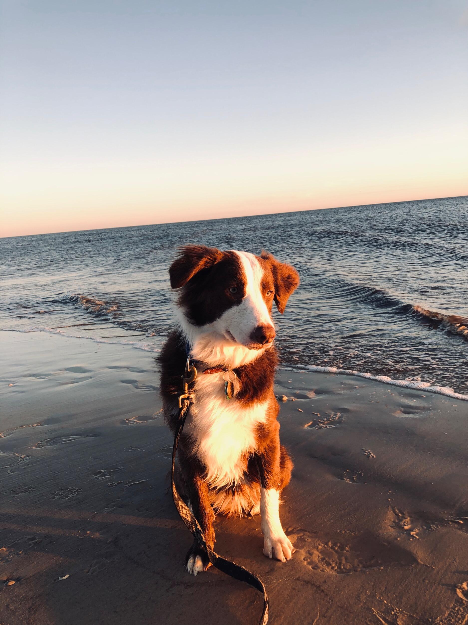 Kaitlyn and Jake take Boomer to Alligator Point Beach for the day as one last big outing before having to leave Tallahassee due to Covid 14 days later, beginning the start of their long-distance relationship.