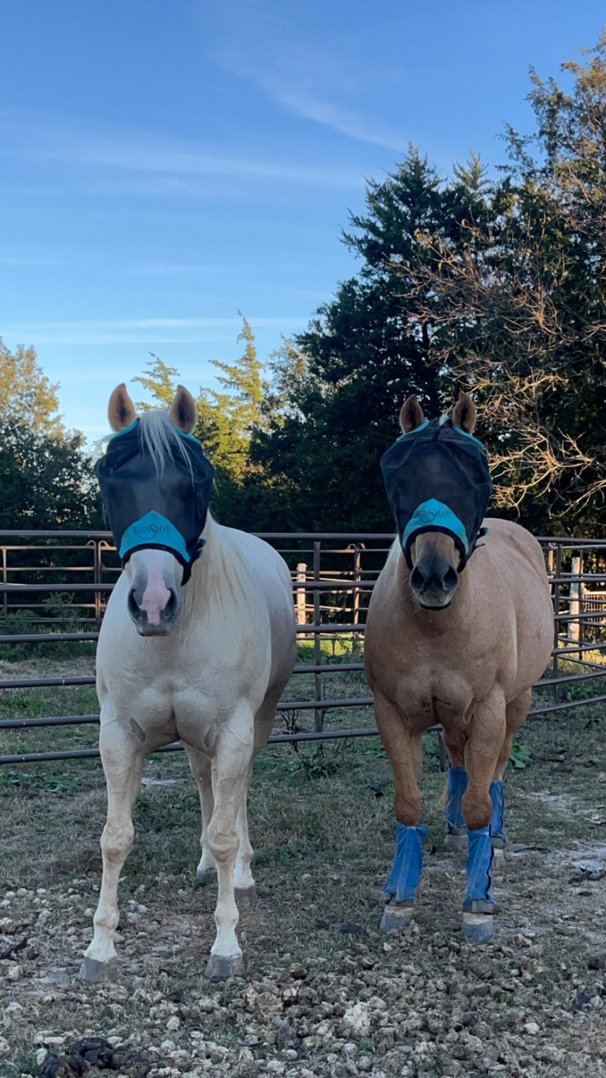 After some trials, we were able to bring home a new loved one Sunny Bert (left). Him and Tater tolerate each other LOL