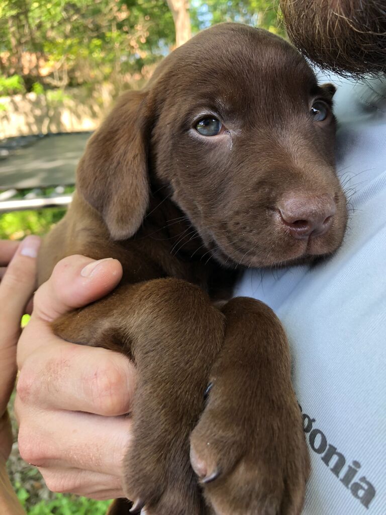 to adopting our sweet puppy dog Myah...