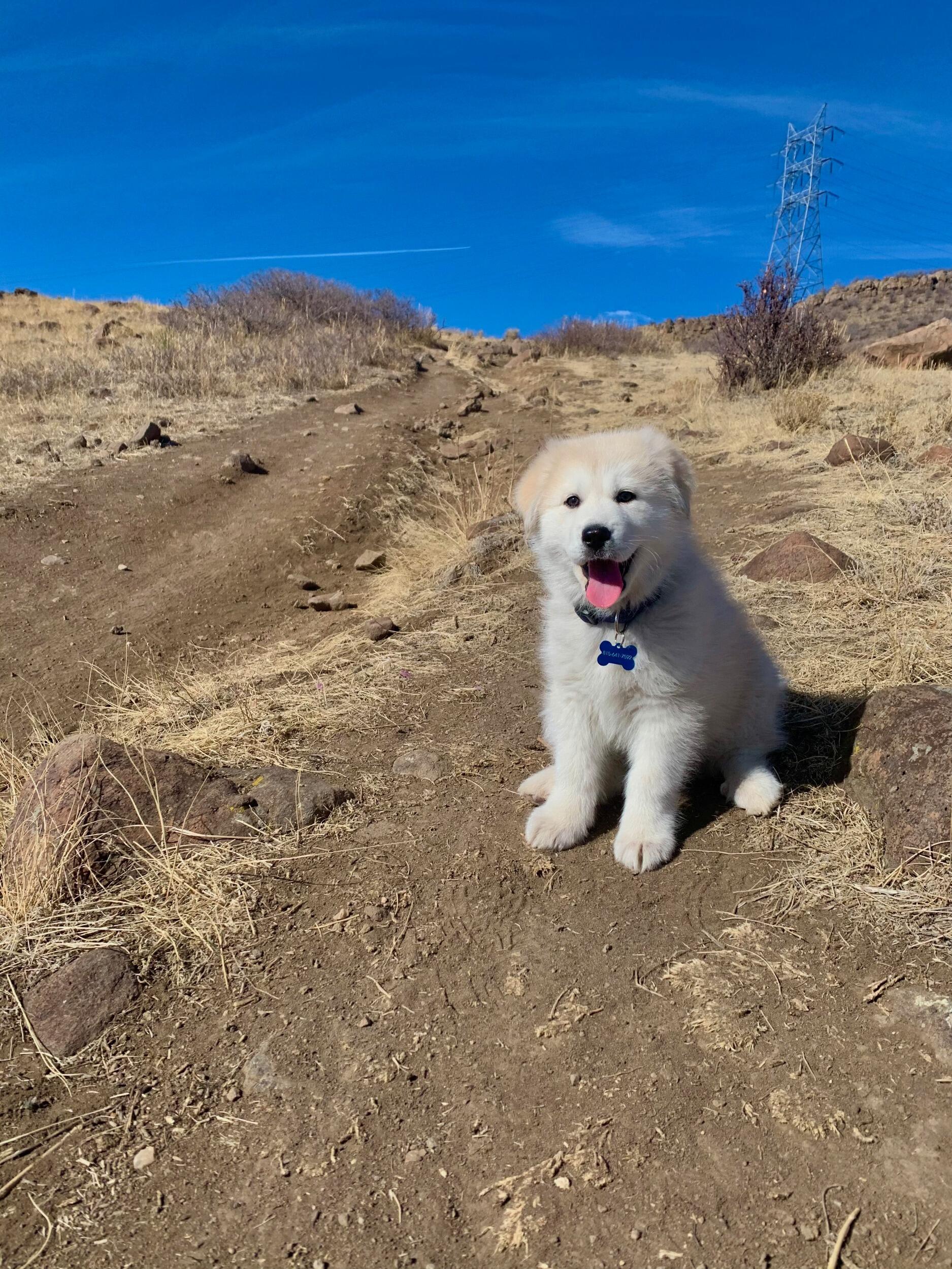 A puppy was added to the family: the now famous Bo!