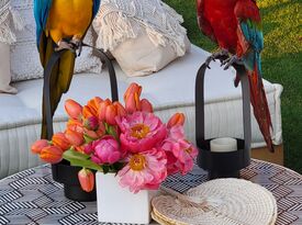 Linda The Parrot Lady - Animal For A Party - Delray Beach, FL - Hero Gallery 3