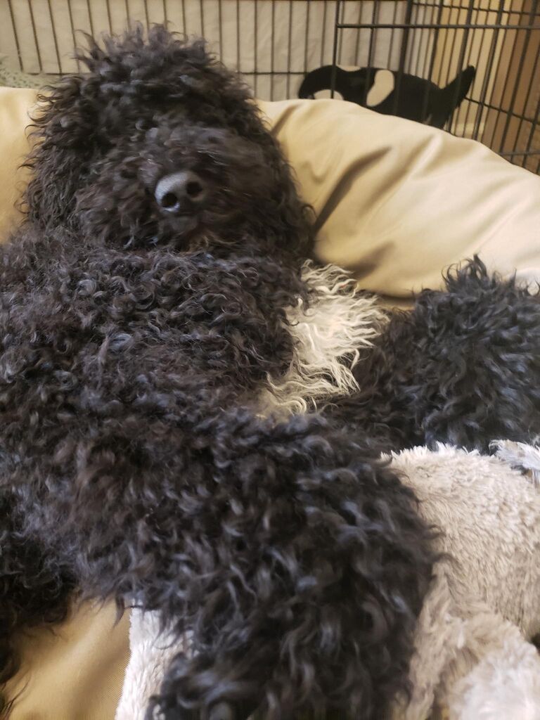 We adopt our poodle Pepper! He also goes by Peppy, General Peppys, Pee-Paw, Moo-Moo, and Moomie.
