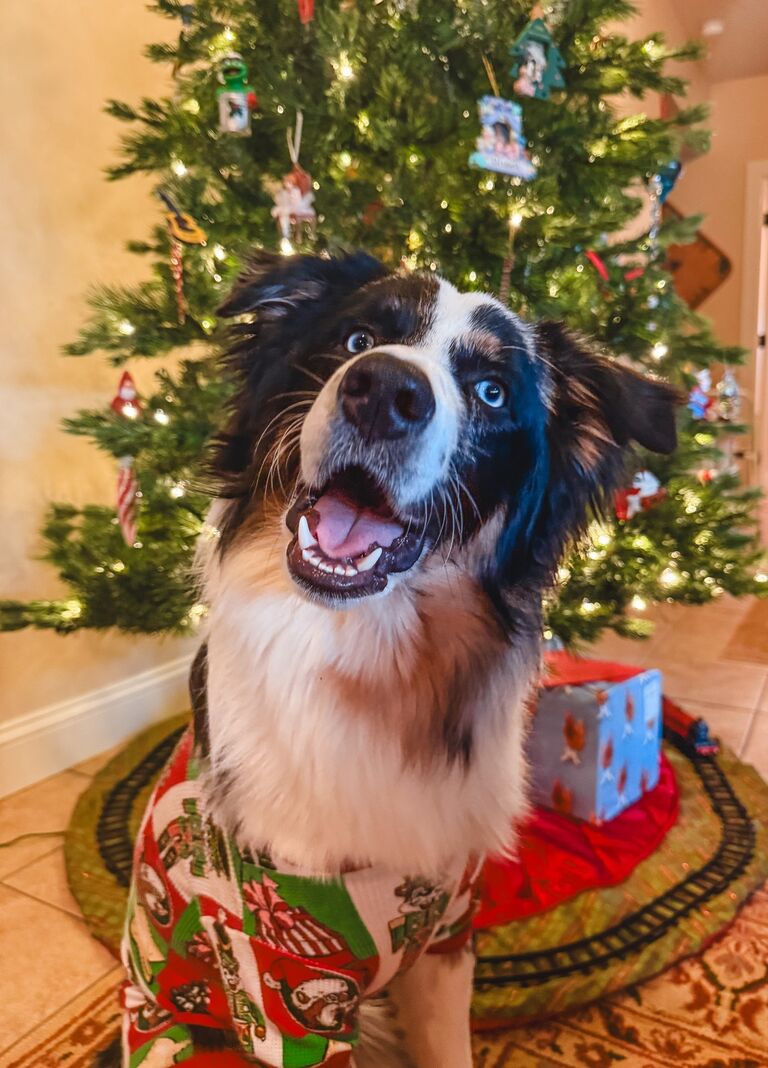 Merry Christmas for Basil's first Christmas!
