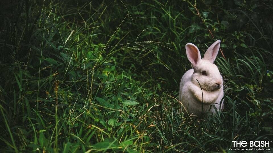 Easter Bunny Zoom Background