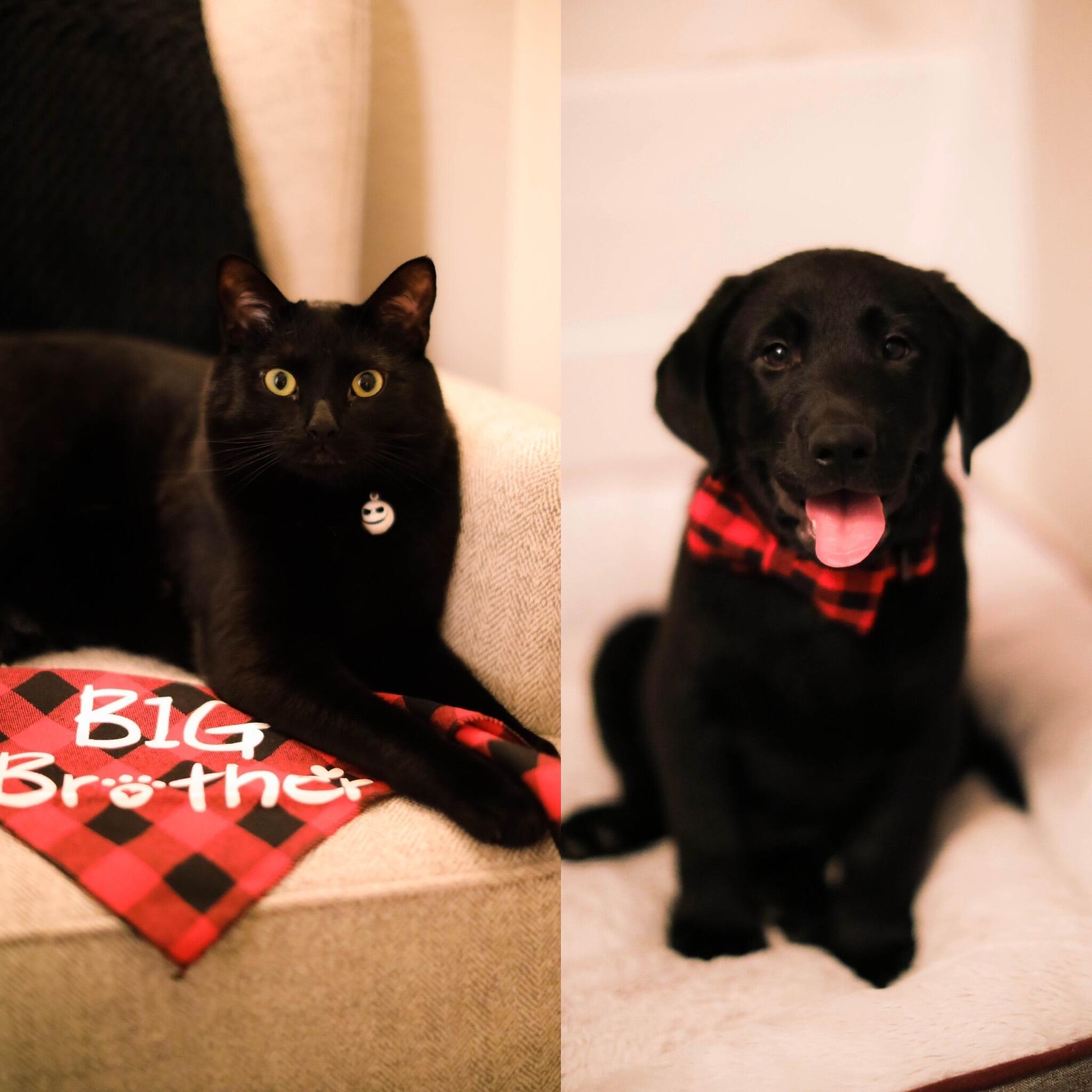 A year after loving only-child Casey, Colton and Paige decide to grow their family. Oliver Henry was adopted and Casey Binx became a big brother!