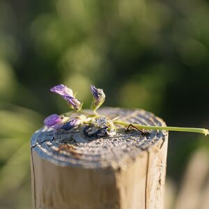 Gallery Photo 20