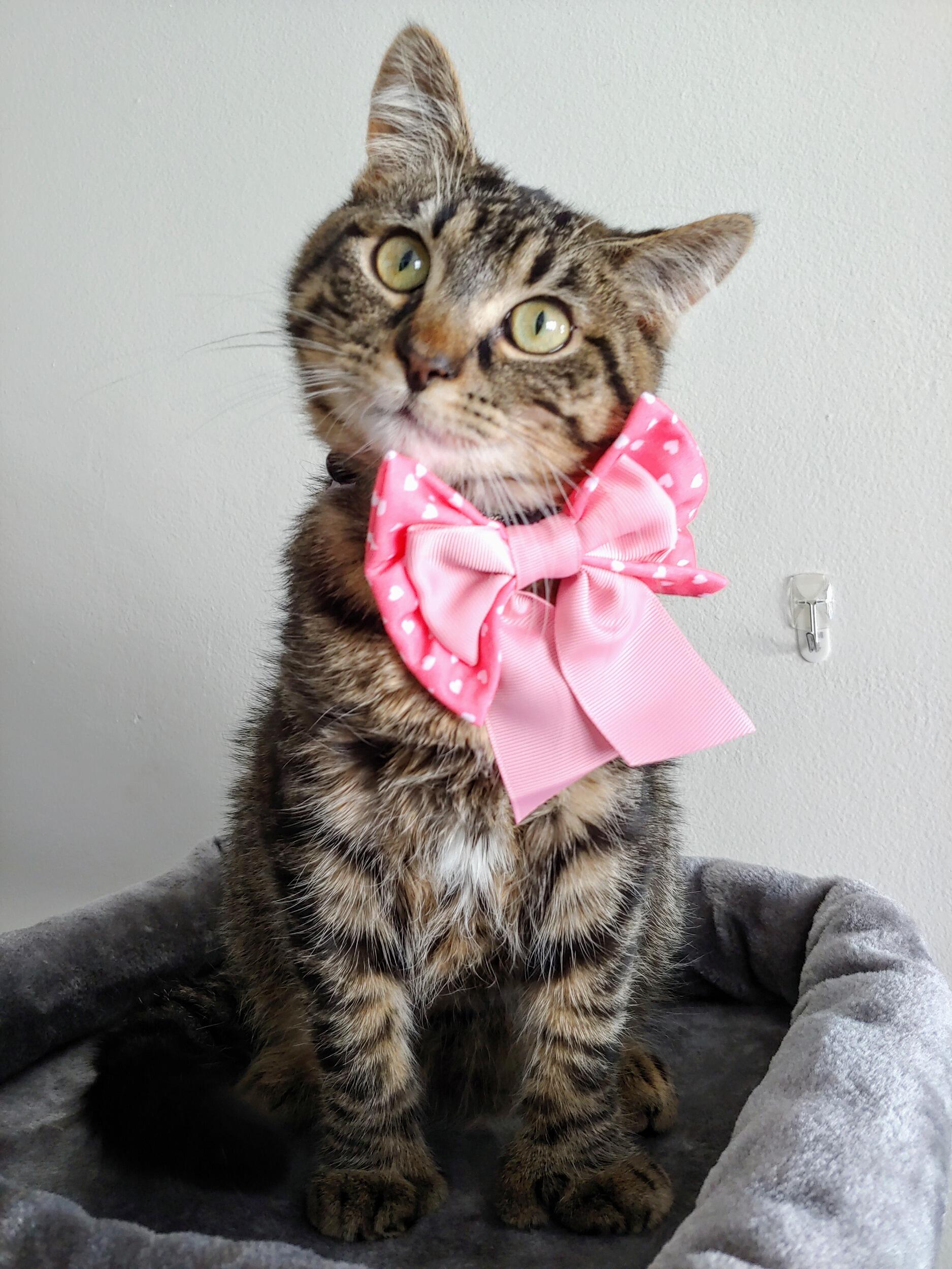 Cali's Gotcha Day! We moved in together and got Cali shortly after.
