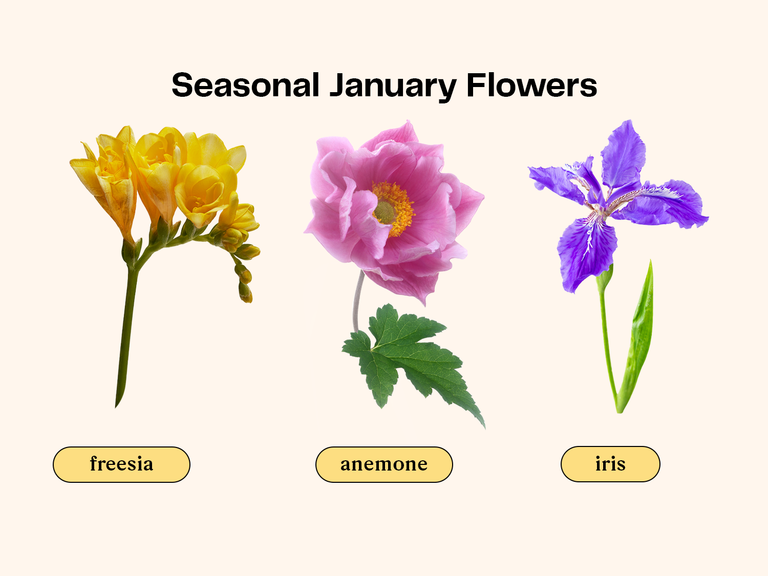Collage of flowers that are in season for a January wedding.