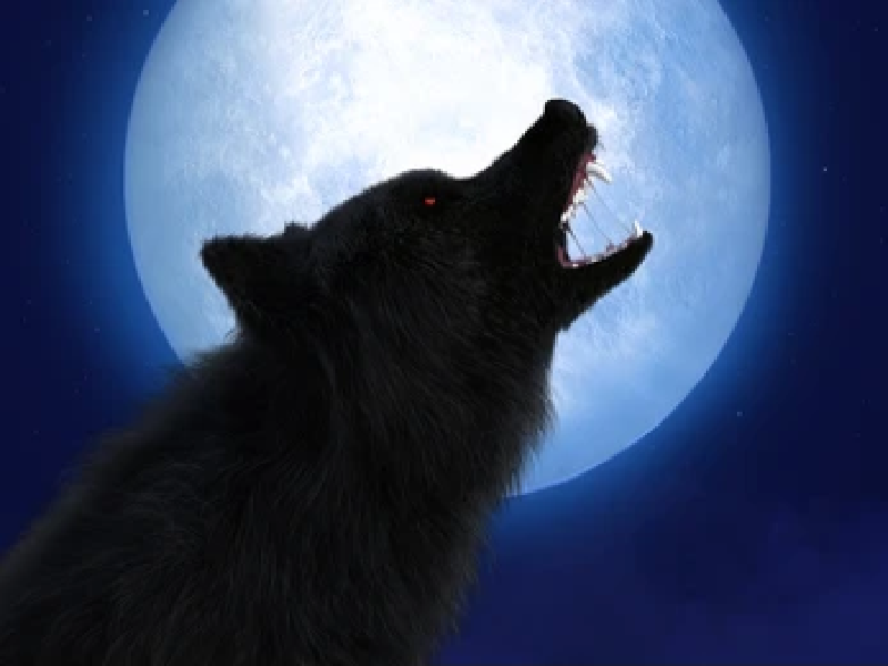 Vampires Vs. Werewolves Halloween Party Theme