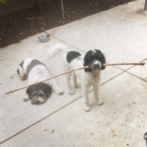 Gallery Photo 11