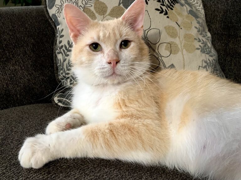 In April they adopted their discounted, quarantine street cat Butters. They knew from the start, he was a good, honest man. 