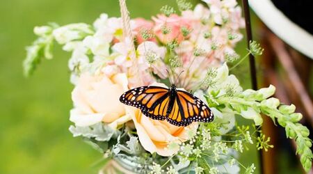 Monarch butterfly decorations are seen in the performance tent for