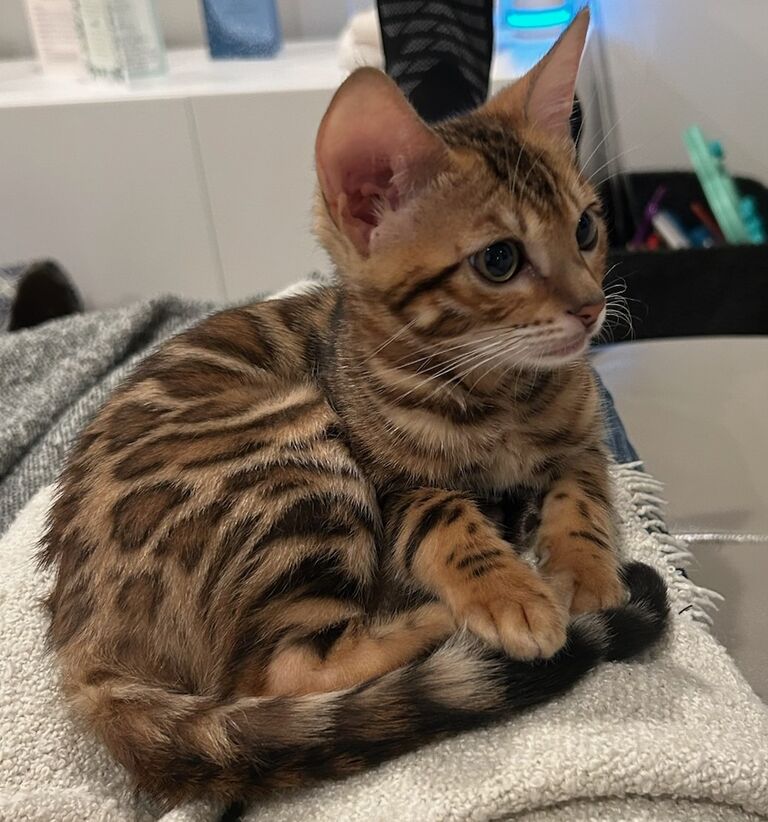 Rosie comes into our lives!