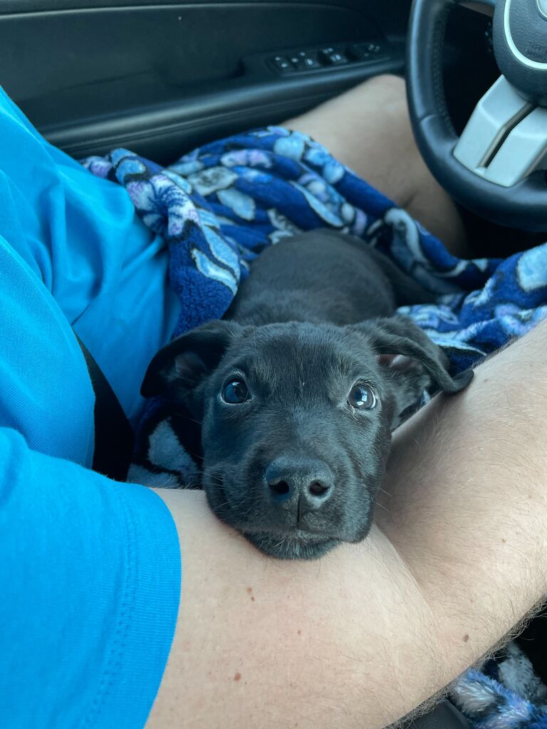We decided to add to our little family... and Colin fell in love with his princess. Luna Bell Brown joined us and we were whole (.. or so we thought).