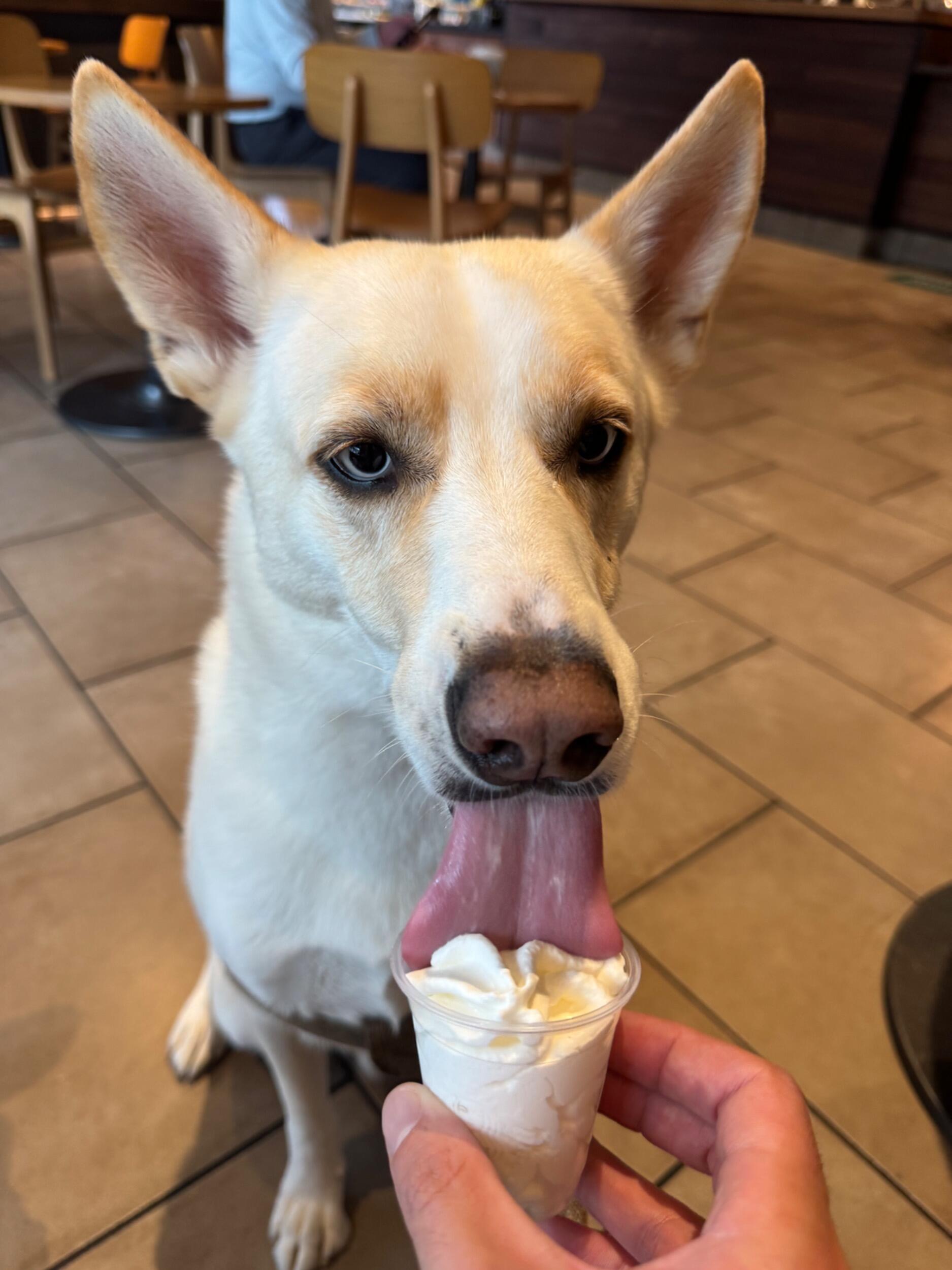 Dexter can't wait to see his PAWrents get married! 
