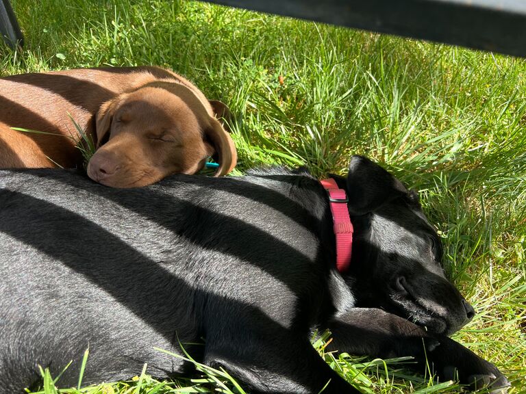 We added another four-legged member to our family... Stanley
