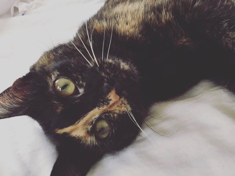 Rachel adopts Baby Kit, after her brother Thomas saved her from a sewer in Jackson, NJ. 