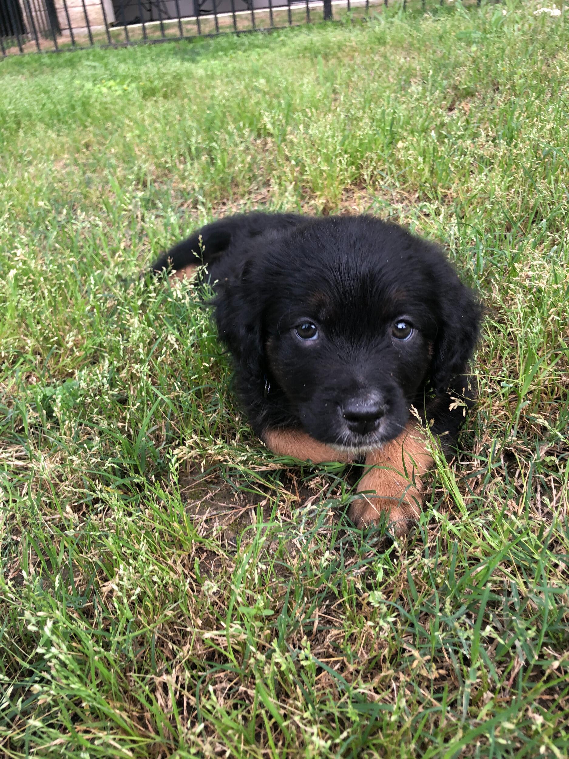 The day Remi, their baby boy, made them a family of 4! #covidpuppy <3