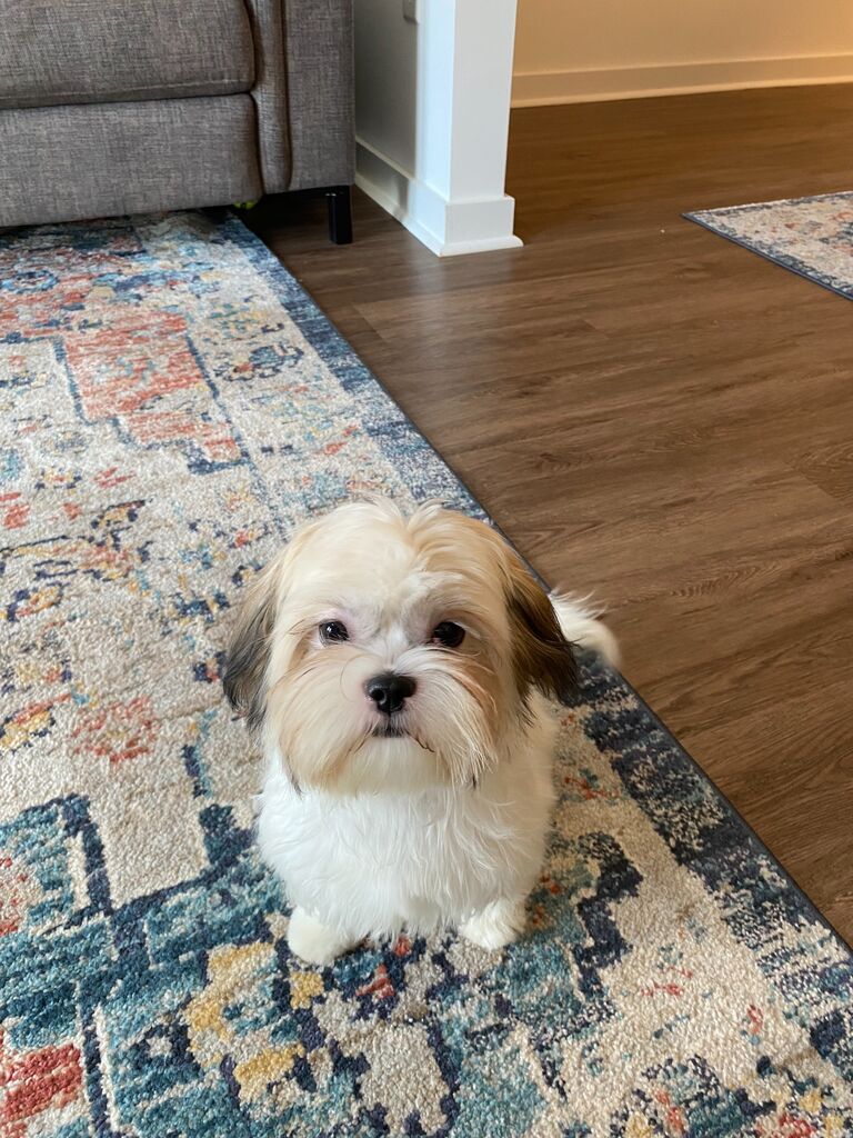 Welcome Home, Lando!