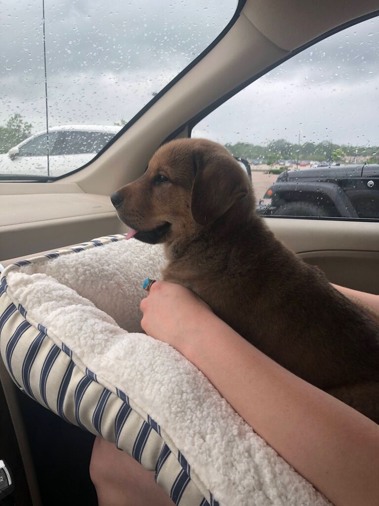 We got our first dog, Max