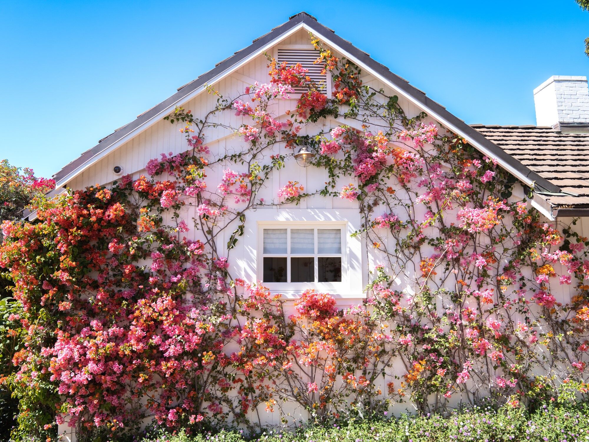 A gorgeous view of climbing vines with pink flowers.