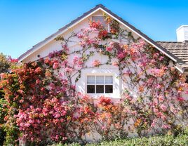 A gorgeous view of climbing vines with pink flowers.