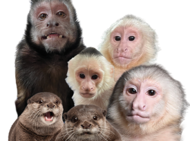 Three Monkeys Photo Emporium - Animal For A Party - Sevierville, TN - Hero Gallery 1