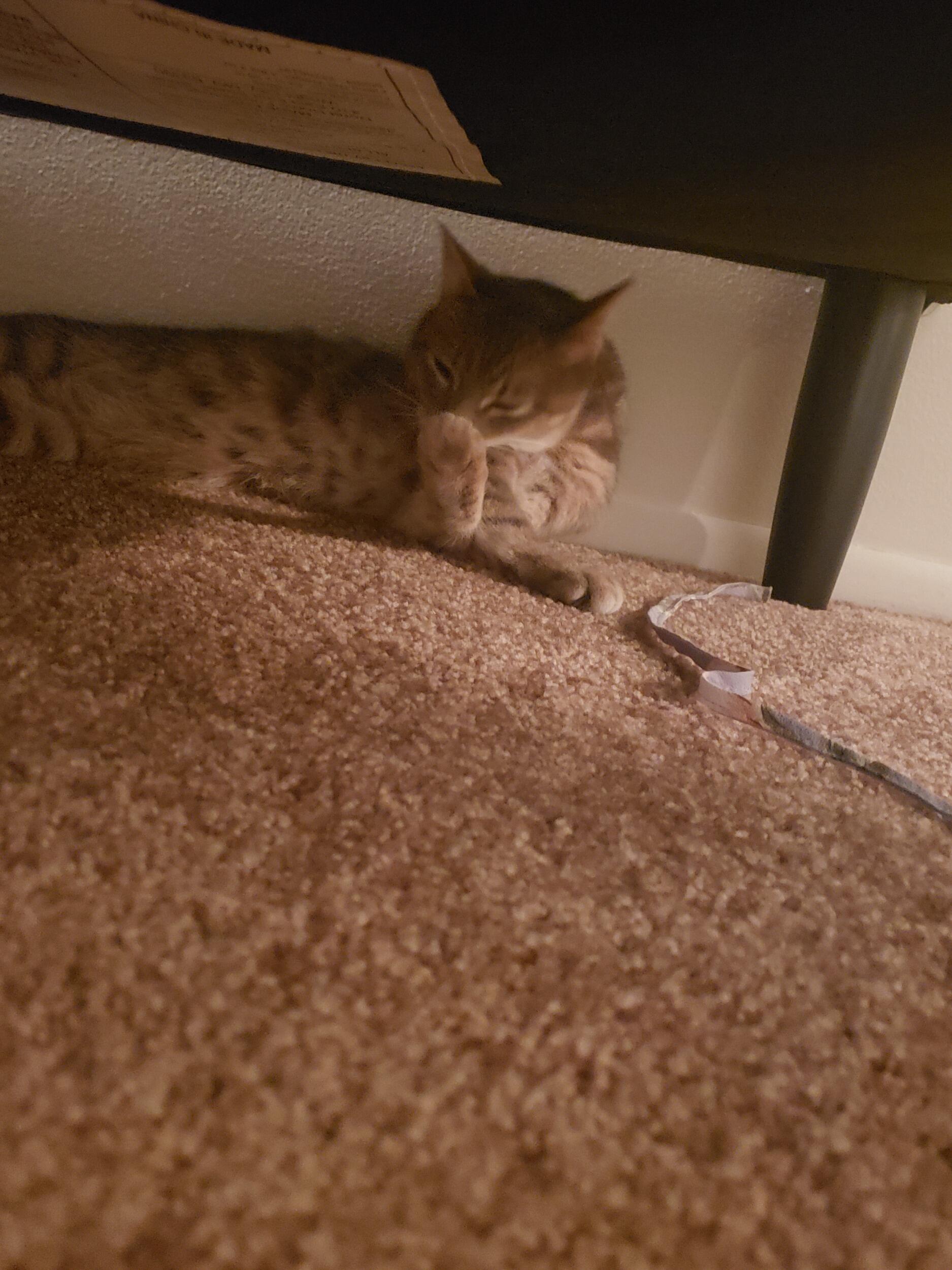 We adopted our beautiful baby cat!
