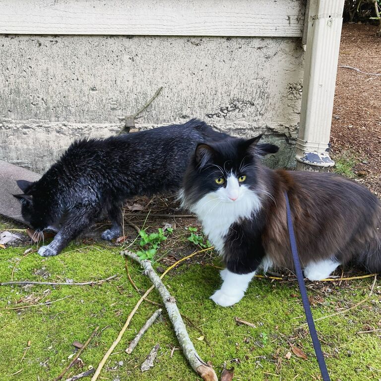 Kelly came to join us in the Pacific Northwest in 2020 and enjoyed her new companion Ski.