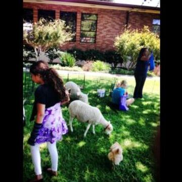 Ponies and Critters - Animal For A Party - Glendora, CA - Hero Main