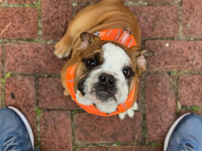 Adopted our second dog, Irwin