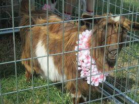 Heavenly Heart Farm & Mini Petting Zoo - Petting Zoo - Edinburg, VA - Hero Gallery 4