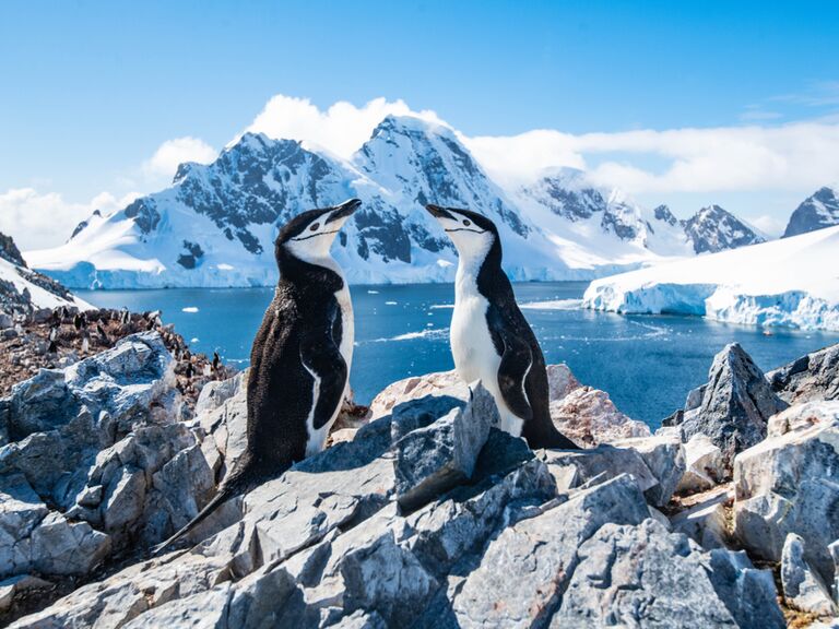 Penguins in Antarctica for your birthday cruise