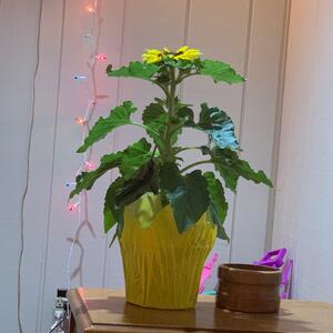 Gallery Photo 33