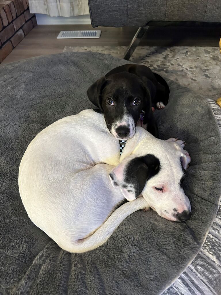 Became puppy parents