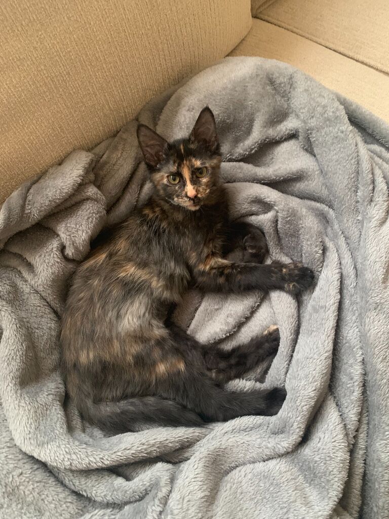 Cleo is added to the family.
