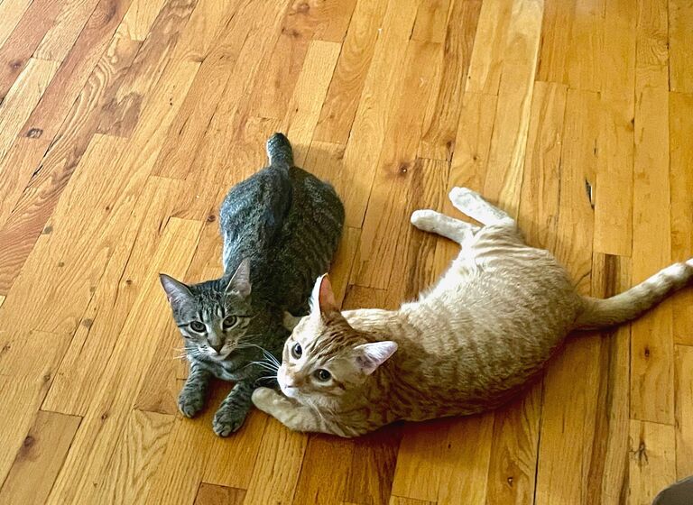 About one year ago, we adopted two amazing kittens - Kobe and Misty - who are now both such big parts of our lives! 
