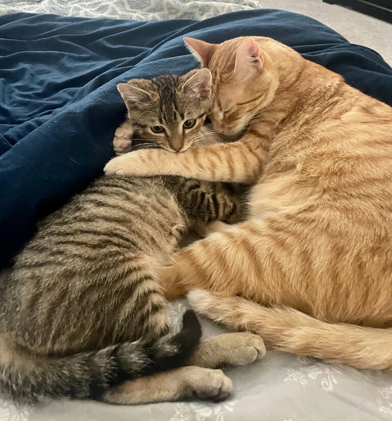 Our family was finally complete! We foster failed sweet Tony, and Leo chose him as his new best friend.