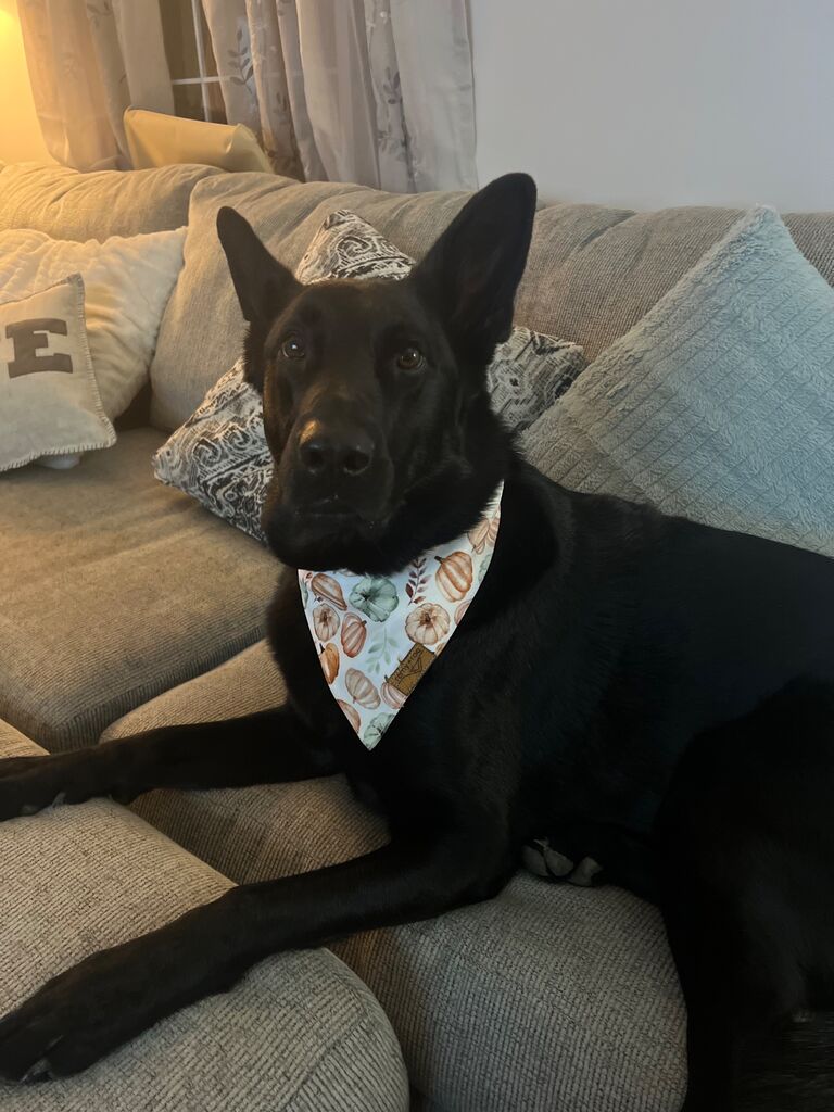 Have you ever seen a more spoiled dog?