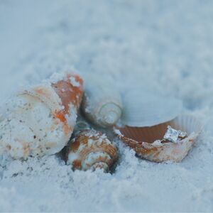 Gallery Photo 18