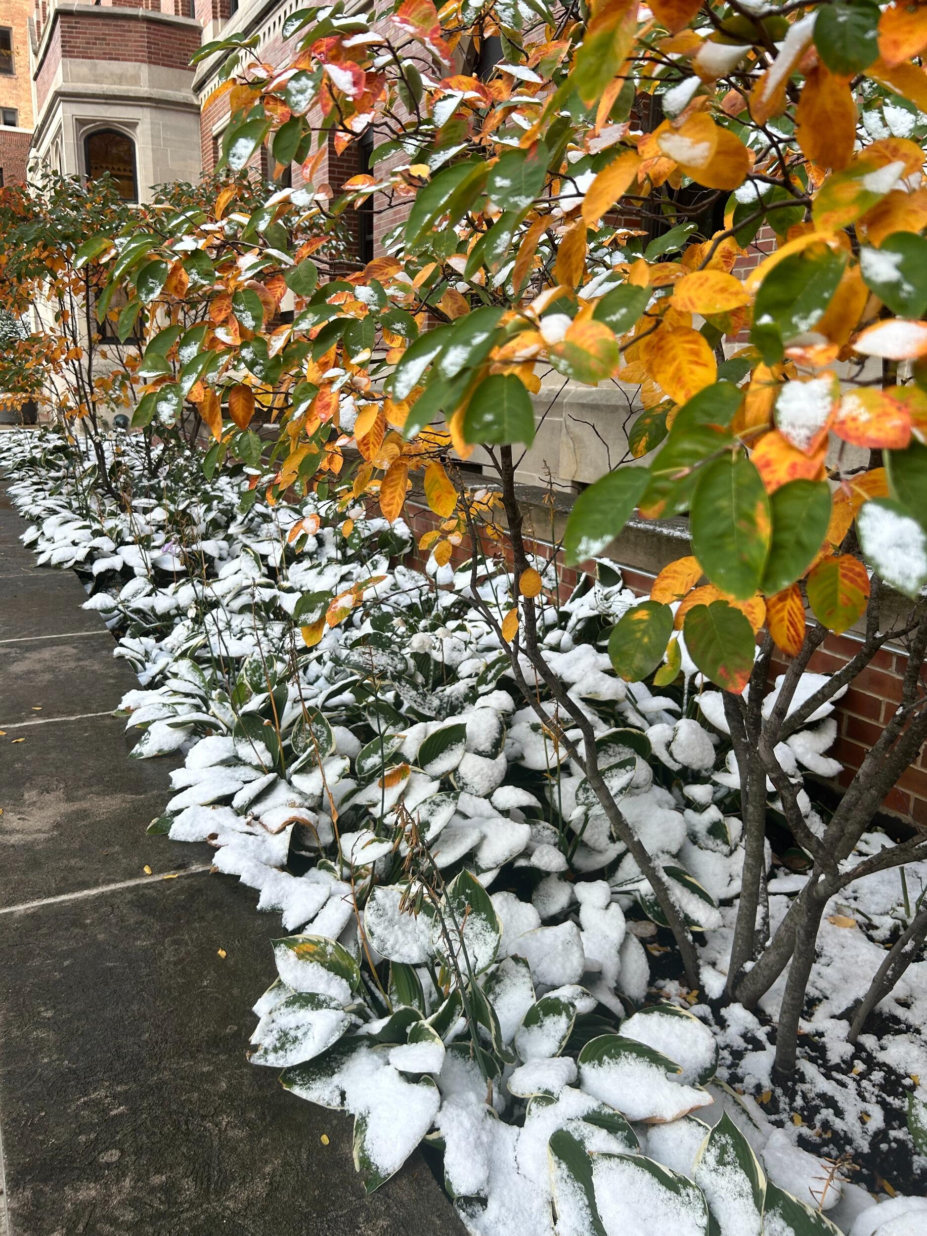 Jaydon and Elyse both went their separate ways during the fall break of Sophomore year, not knowing that break would change their relationship. Elyse texted Jaydon during that break, checking in on how he was doing, and they have never stopped texting since :) Elyse Started to like Jaydon during this month, but she did not want to pursue a dating relationship at this time. 