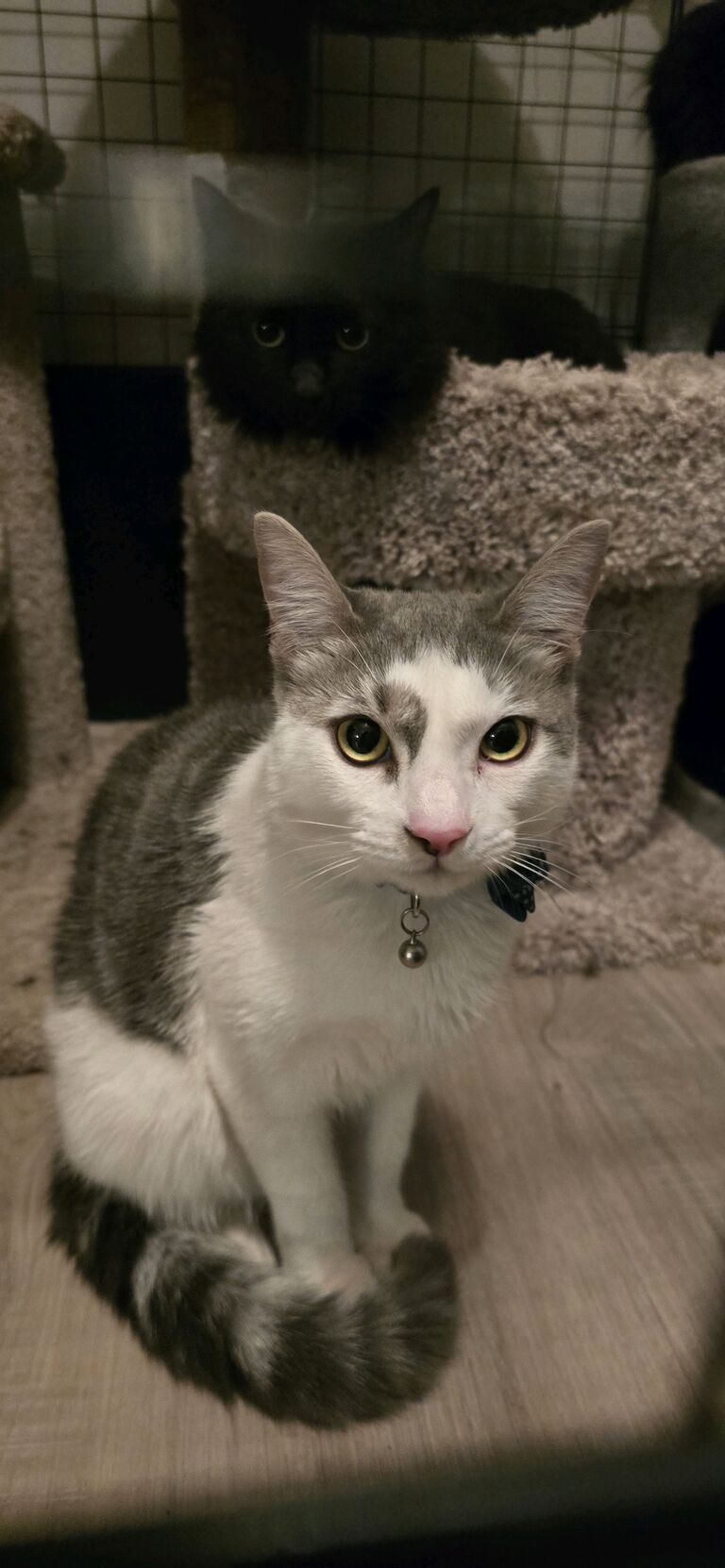 Newest Reacue Kitty-Kylo