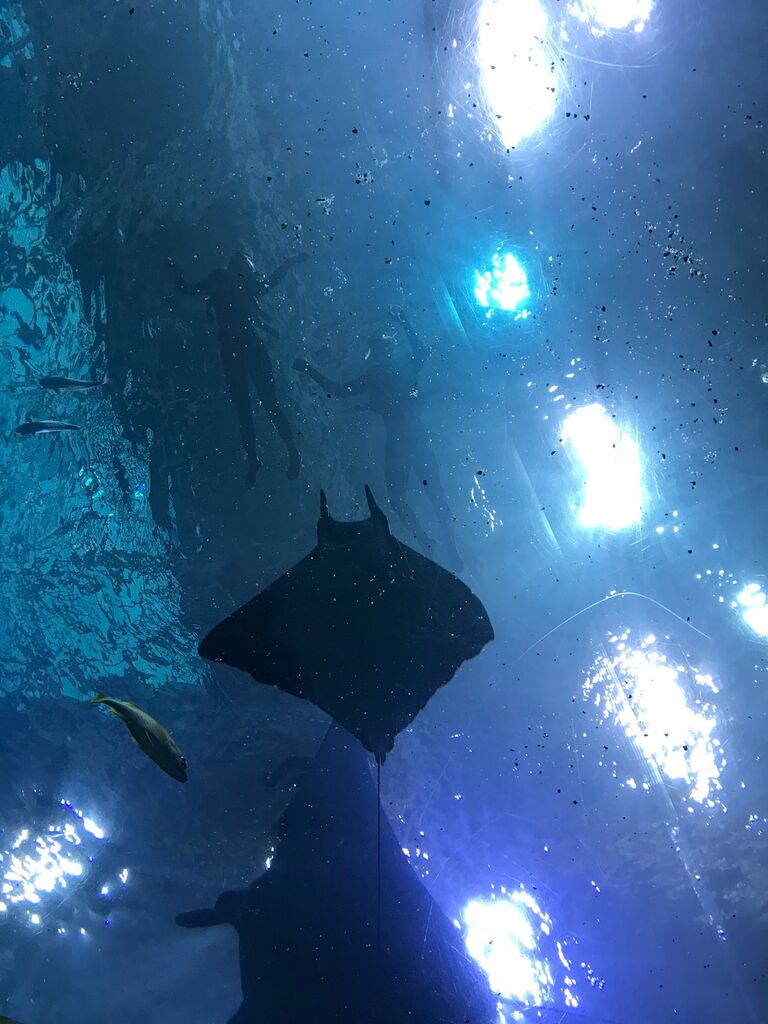 Our first trip to the Georgia Aquarium together! It was for Emily's 18th birthday, we got to swim in the Ocean Voyager exhibit and got to see whale sharks and manta rays up close. The aquarium became a special place for us, and ends up being the place we get engaged at MANY years later!
