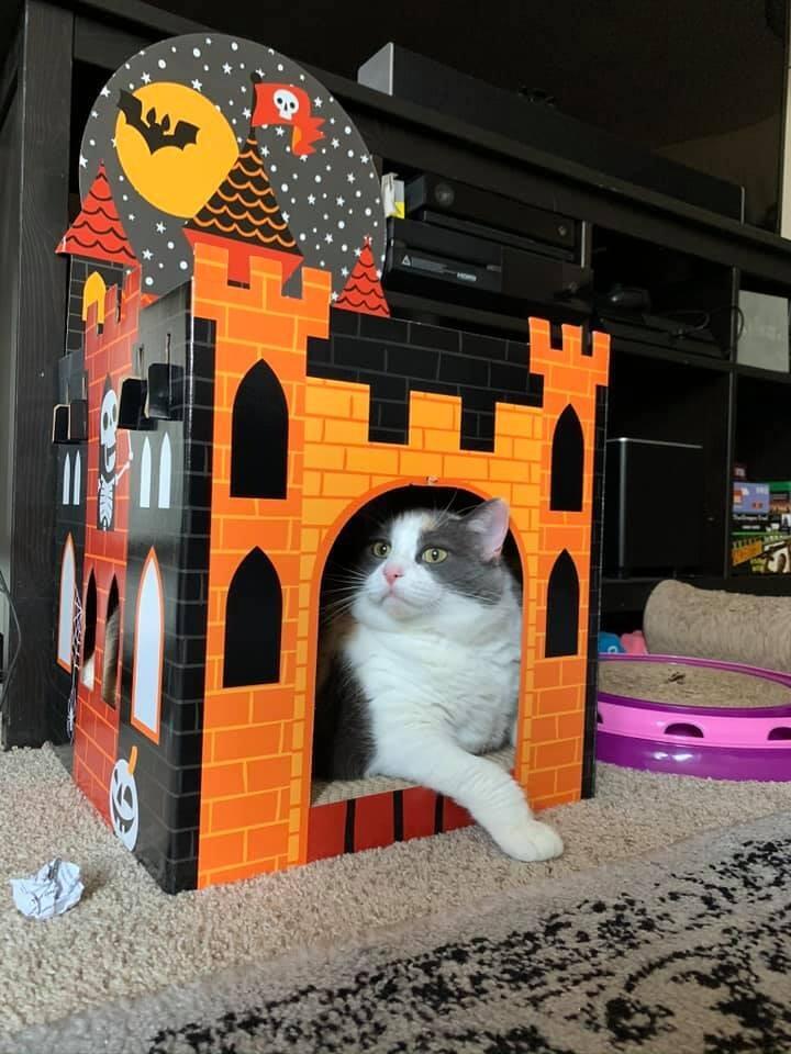 Our Kitty Circe FatCloud- she is a lovely love bear of burliness who just wants to lick everything and have more treats please.