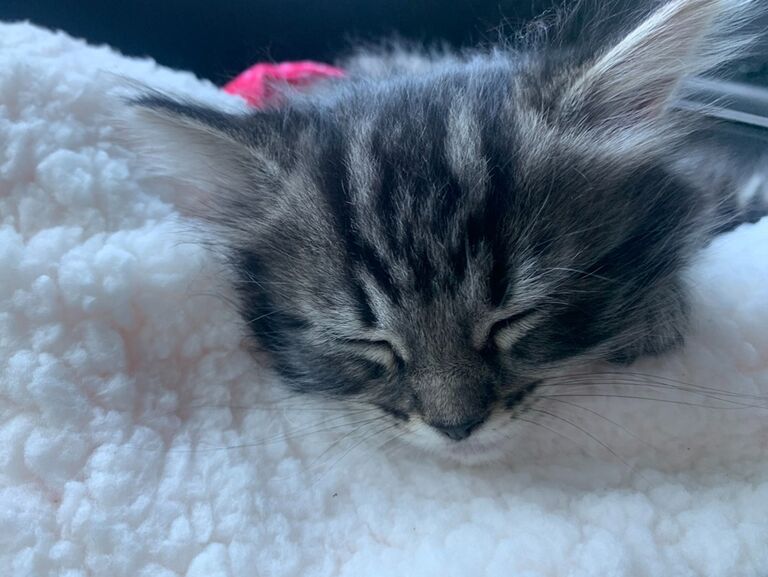 My friend Brittany had some kittens that needed a home. Since we had Bella, Zach wanted to "foster the kitten for a week" to see how Bella would adjust to a new kitten in the house. It was hard at first, but we knew Cannoli belonged in our little family. Bella and Cannoli get along so well! Cannoli is rambunctious with a huge personality. She also loves people! 
