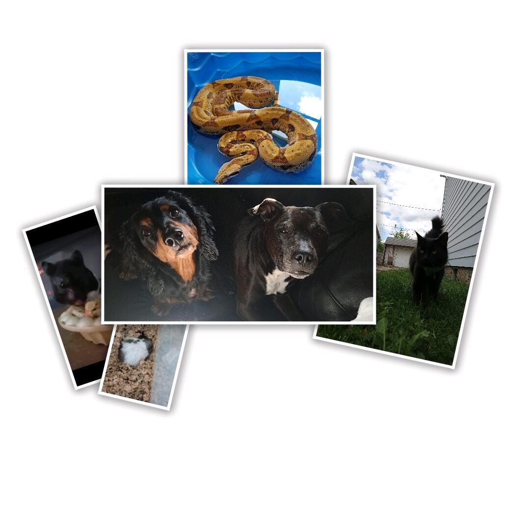 And our family continued to grow bigger 💖

Carrmen:
"Though most of our pet friends have moved on we are so fortunate to have had them and share all the weird and funny moments with them. We continue to cherish the ones still here and look forward to more adventures."

Dustin:
"Couldn't really say anything different than what she said. We've had some pretty amazing fur babies and one little danger noodle."