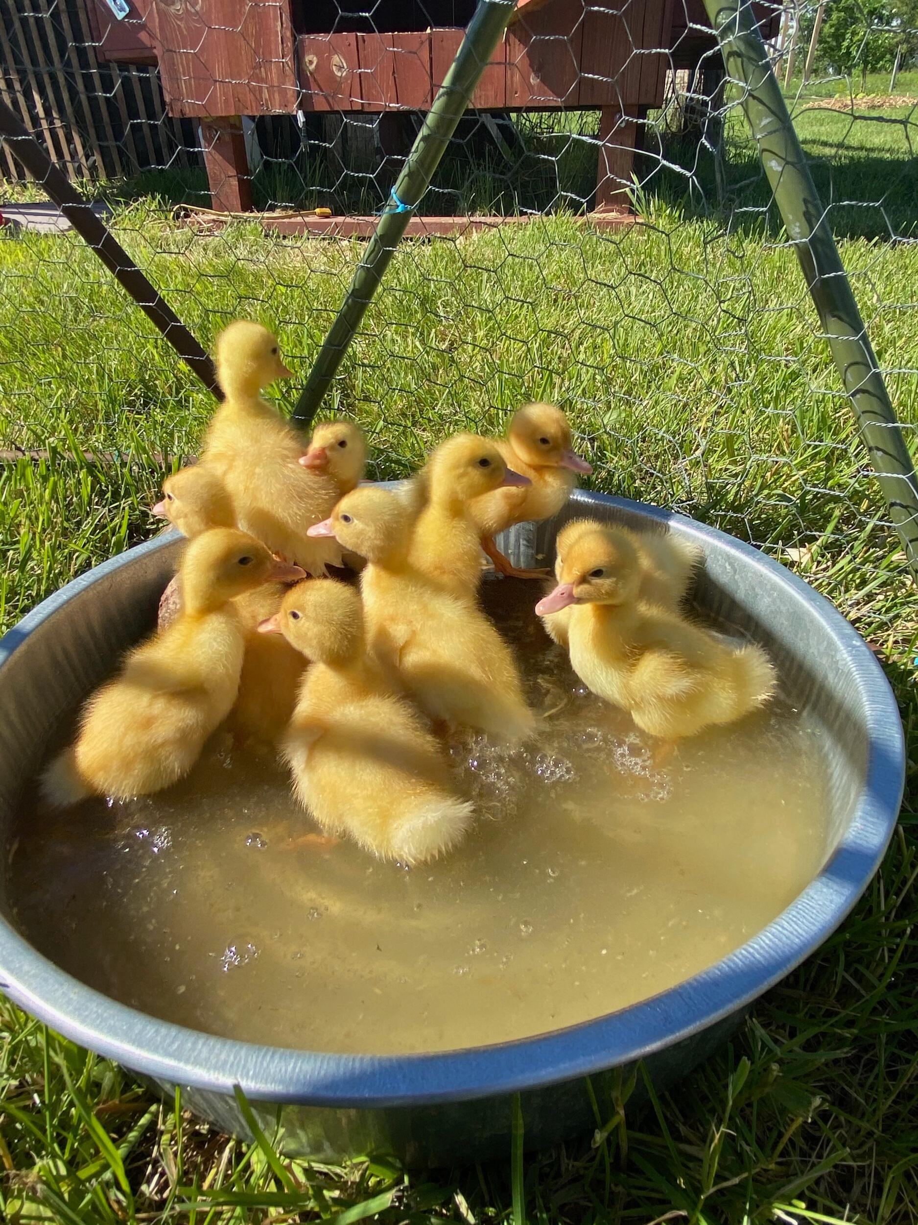 Emily is lured to the farm to meet these adorable ducklings and the spark is reignited. They spend the afternoon planting sunflowers and gazing dreamily at one another in the sunshine. 